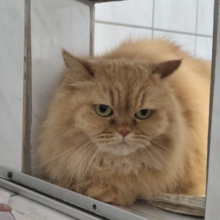 Zu sehen ist die rote Persermischlingskatze Kassiopeia