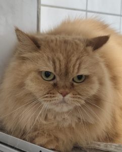 Zu sehen ist die rote Persermischlingskatze Kassiopeia