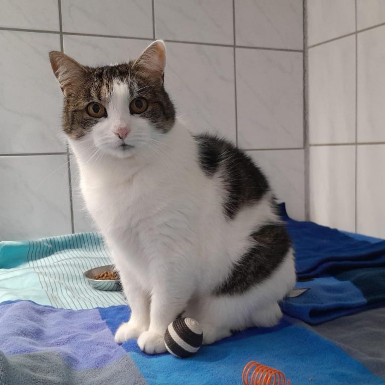 Zu sehen ist die weiß-getigerte Katze Mizzi