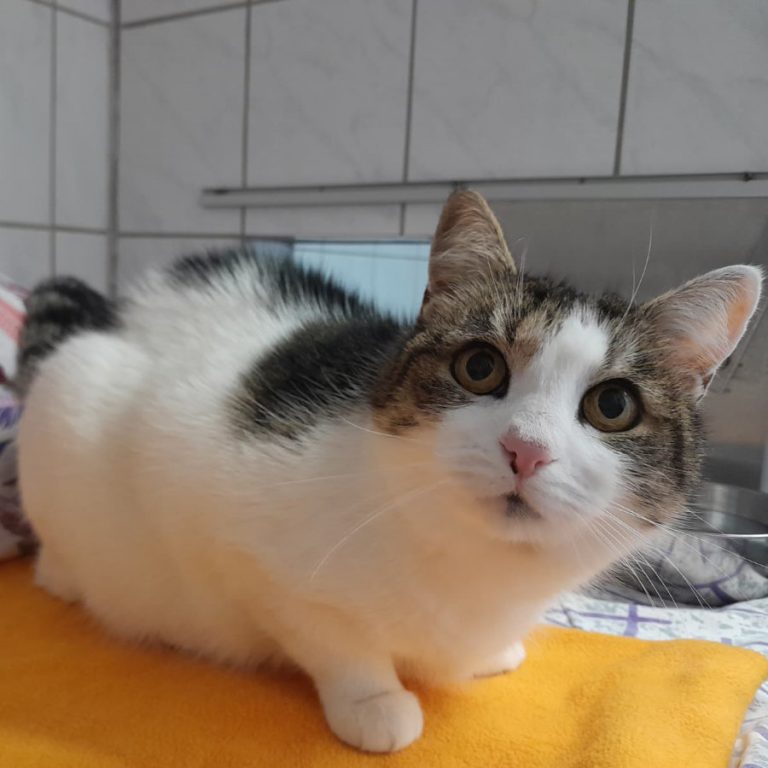 Zu sehen ist die weiß-getigerte Katze Mizzi