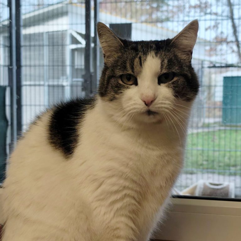 Zu sehen ist die weiß-getigerte Katze Mizzi