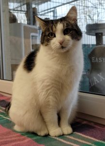 Zu sehen ist die wei&szlig;-getigerte Katze Mizzi