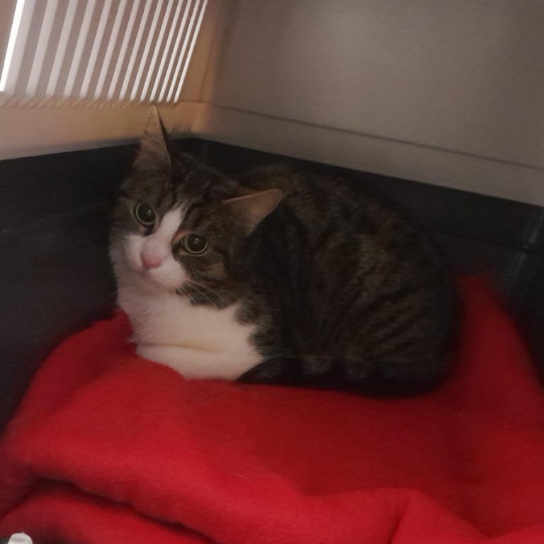 Zu sehen ist die weiß-getigerte Katzendame Penne