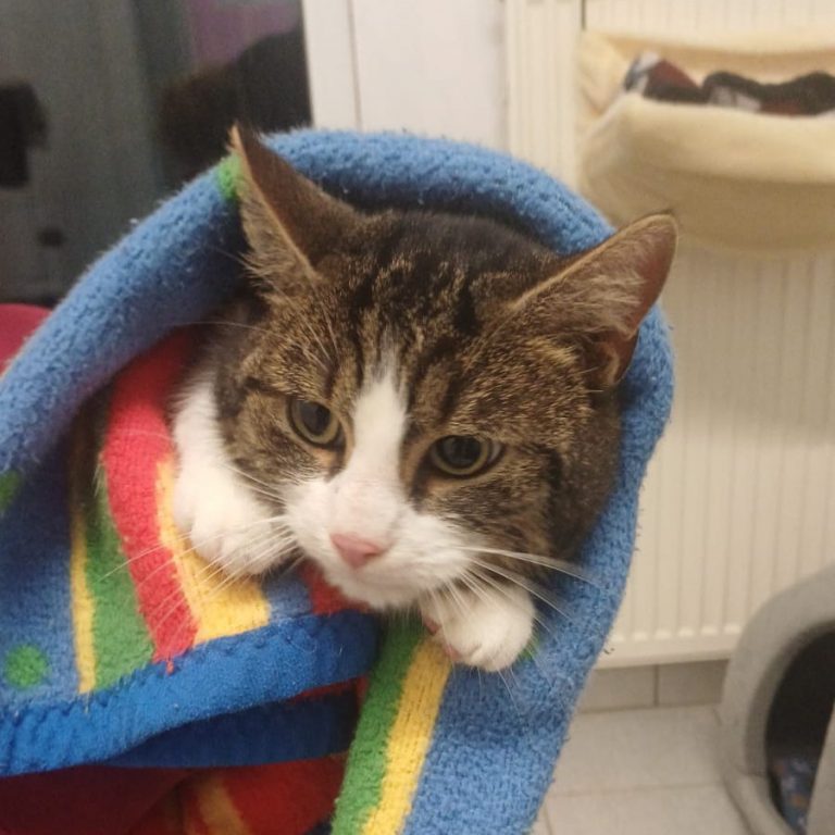 Zu sehen ist die weiß-getigerte Katzendame Penne