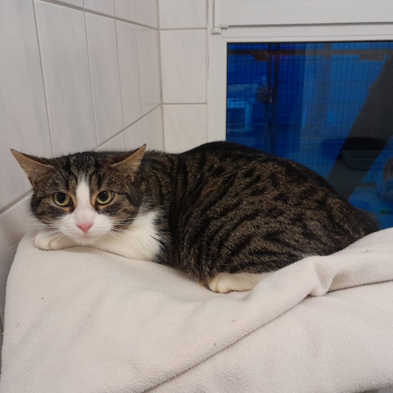 Zu sehen ist die weiß-getigerte Katzendame Penne