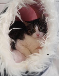 Zu sehen ist die wei&szlig;-getigerte Katzendame Penne