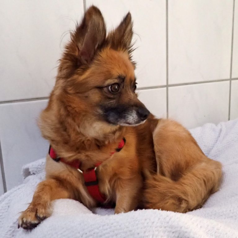 Zu sehen ist die Kleinspitzhündin