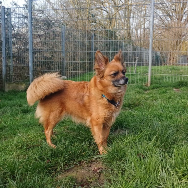 Zu sehen ist die Kleinspitzhündin