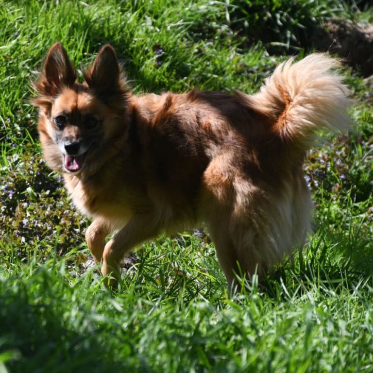 Zu sehen ist die Kleinspitzhündin Polly