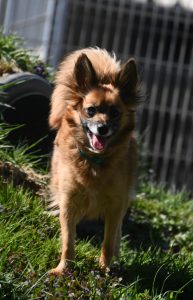 Zu sehen ist die Kleinspitzh&uuml;ndin Polly