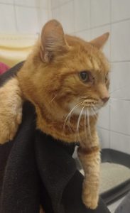 Zu sehen ist der rot-getigerte Kater Rigatoni