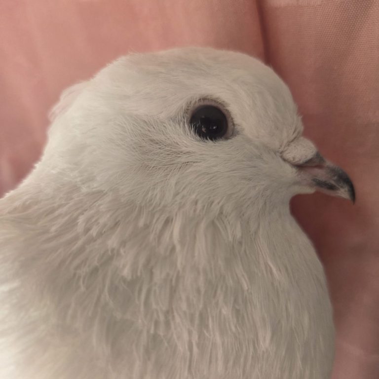 Zu sehen sind die Tauben Meep, Möp, Snowy