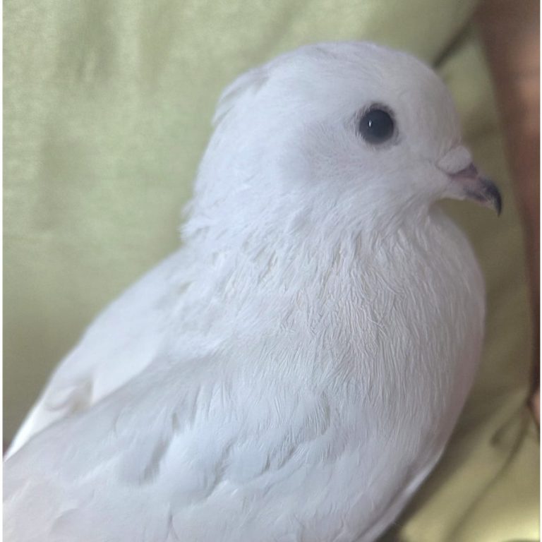 Zu sehen sind die Tauben Meep, Möp, Snowy