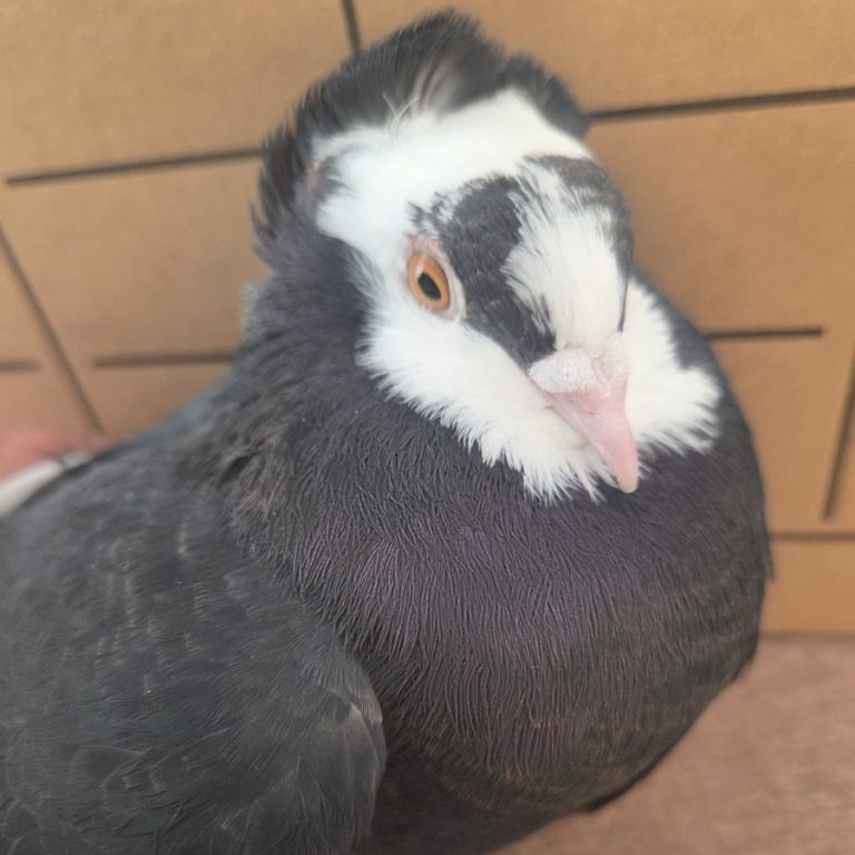 Zu sehen sind die Tauben Meep, Möp, Snowy