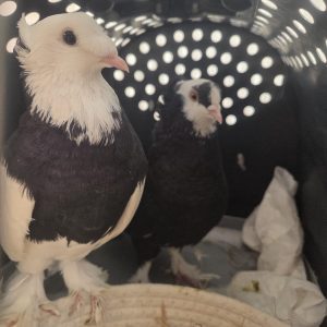 Zu sehen sind die Tauben Meep, M&ouml;p, Snowy