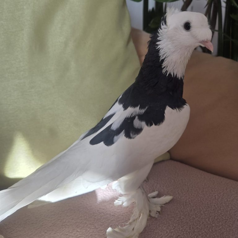 Zu sehen sind die Tauben Meep, Möp, Snowy