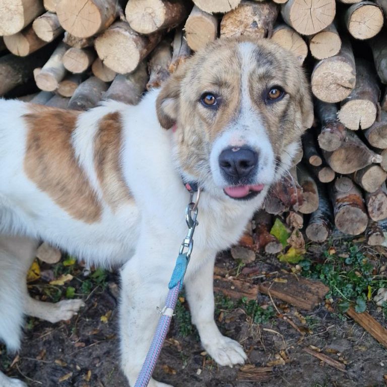 Zu sehen ist die braun-weiße, rumänische Mischlingshündin Baby