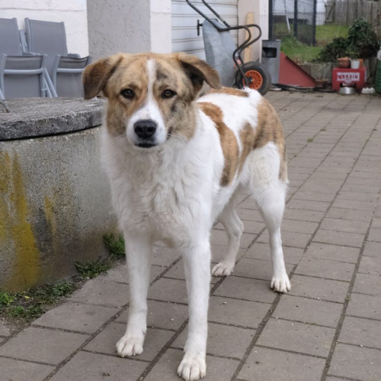 Zu sehen ist die braun-weiße, rumänische Mischlingshündin Baby