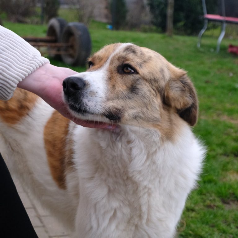 Zu sehen ist die braun-weiße, rumänische Mischlingshündin Baby