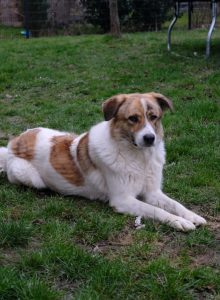 Zu sehen ist die braun-wei&szlig;e, rum&auml;nische Mischlingsh&uuml;ndin Baby