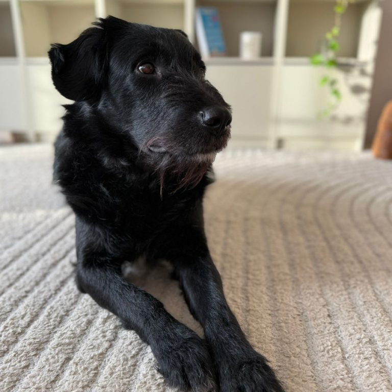 Zu sehen ist der schwarze, rumänische Mischling Tartufo