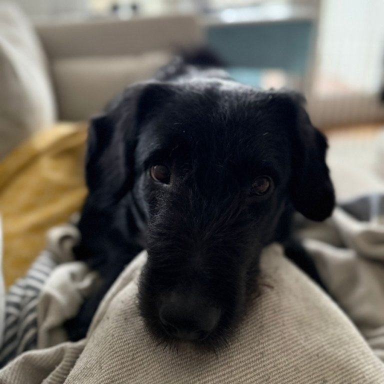 Zu sehen ist der schwarze, rumänische Mischling Tartufo