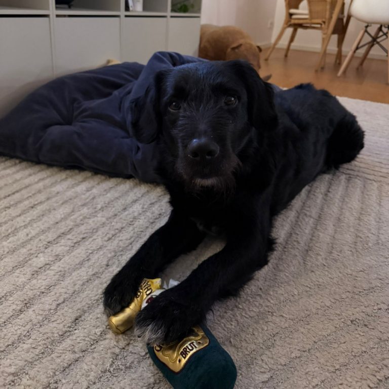 Zu sehen ist der schwarze, rumänische Mischling Tartufo