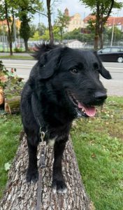 Zu sehen ist der schwarze, rum&auml;nische Mischling Tartufo