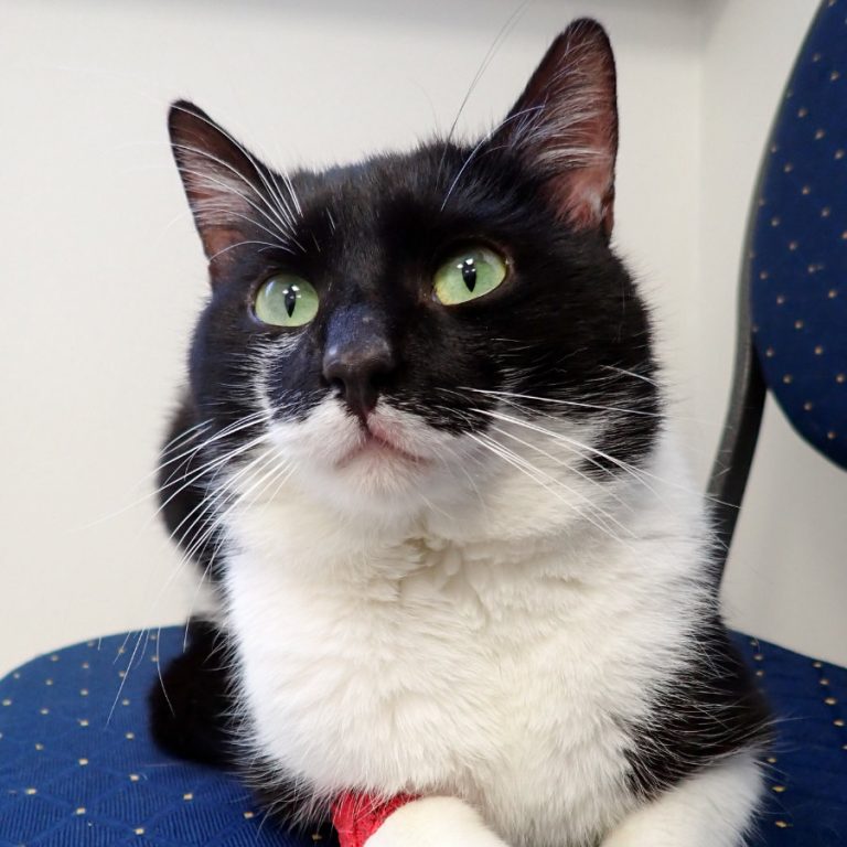 Zu sehen ist der schwarz-weiße Kater Albert