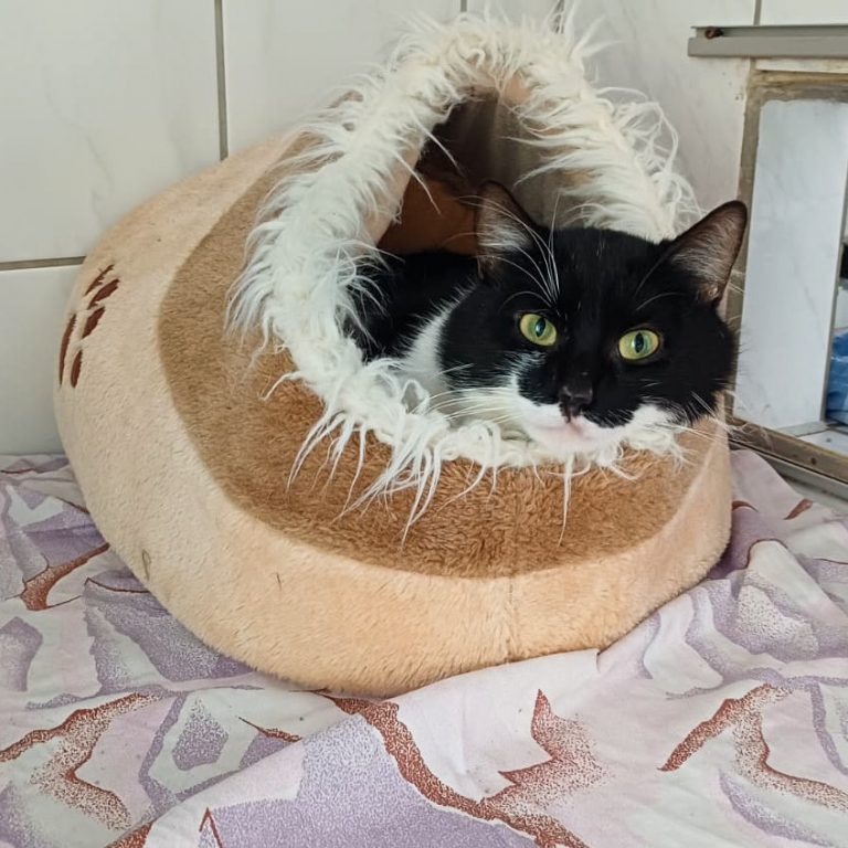 Zu sehen ist der schwarz-weiße Kater Albert