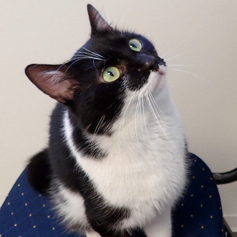 Zu sehen ist der schwarz-weiße Kater Albert
