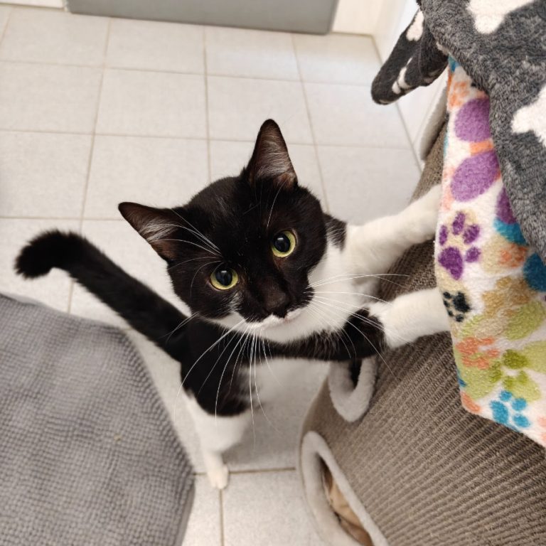 Zu sehen ist der schwarz-weiße Kater Albert