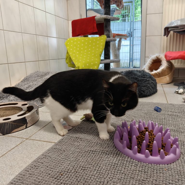 Zu sehen ist der schwarz-weiße Kater Albert