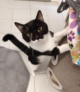 Zu sehen ist der schwarz-wei&szlig;e Kater Albert