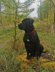 Zu sehen ist der schwarze Cane Corso R&uuml;de Faro