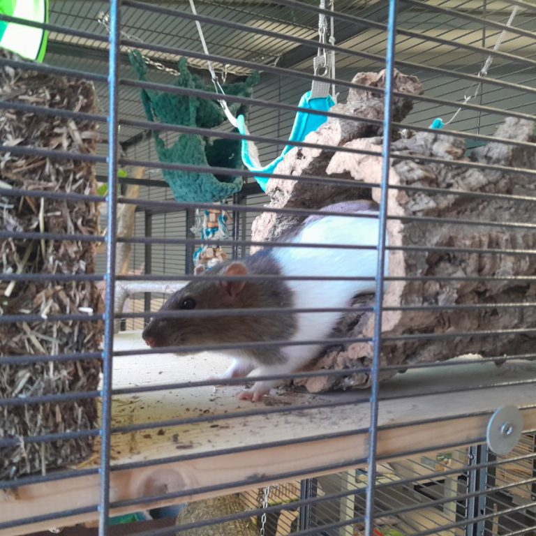 Zu sehen ist die Farbratte Gerald