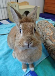 Zu sehen ist das brauen L&ouml;wenkopf-Kaninchen Nika