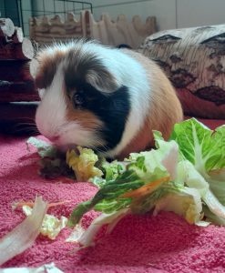 Zu sehen ist das tricolor Meerschweinchen Leon