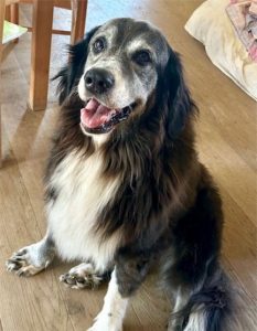 Zu sehen ist die schwarz-wei&szlig;e Hirtehund-Mischlingsdame Lily