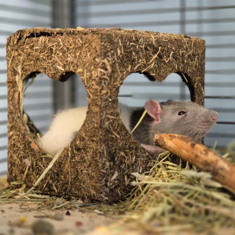 Zu sehen ist die Farbratte Marvin