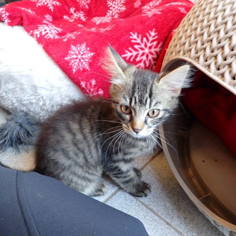Zu sehen sind die getigerten Katzen Mia & Smilla