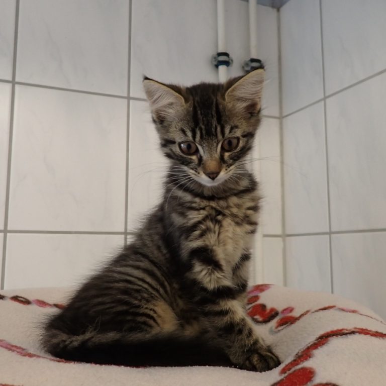 Zu sehen sind die getigerten Katzen Mia & Smilla