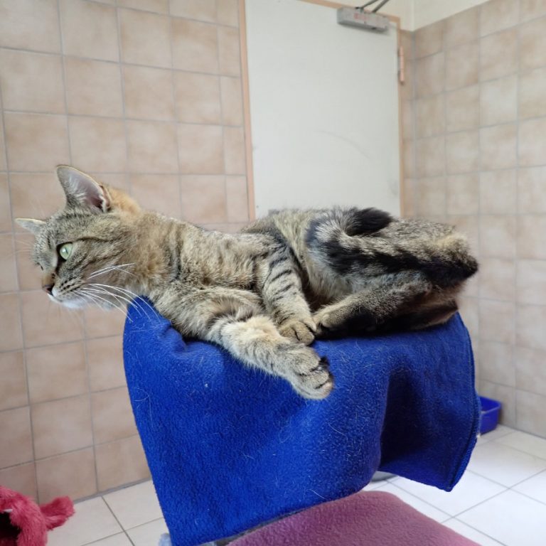 Zu sehen sind die getigerten Katzen Mia & Smilla
