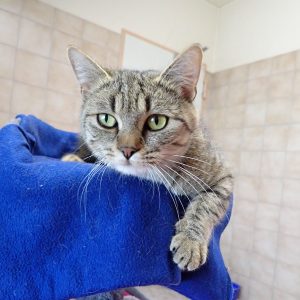 Zu sehen sind die getigerten Katzen Mia & Smilla