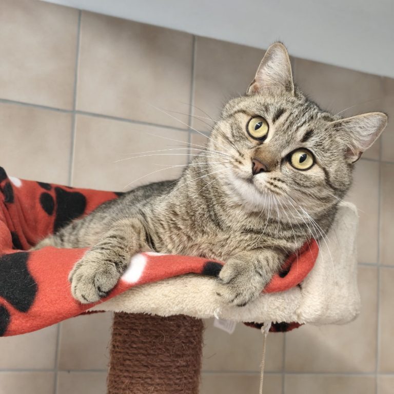 Zu sehen ist die getigerte Katze Mia