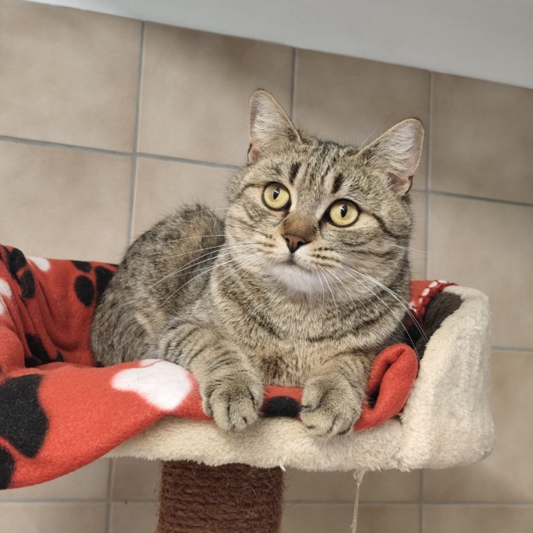 Zu sehen ist die getigerte Katze Mia