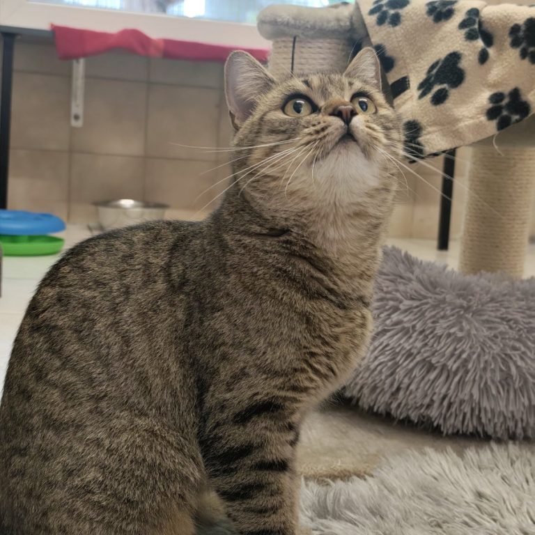 Zu sehen ist die getigerte Katze Mia
