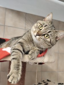 Zu sehen ist die getigerte Katze Mia