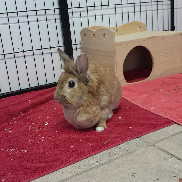Zu sehen ist das brauen Löwenkopf-Kaninchen Nika