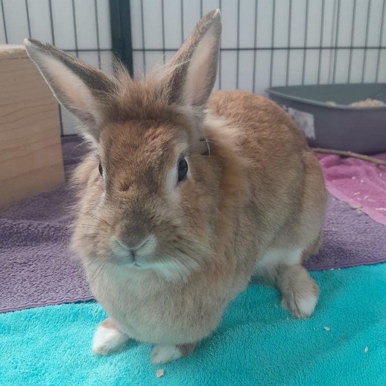 Zu sehen ist das brauen Löwenkopf-Kaninchen Nika